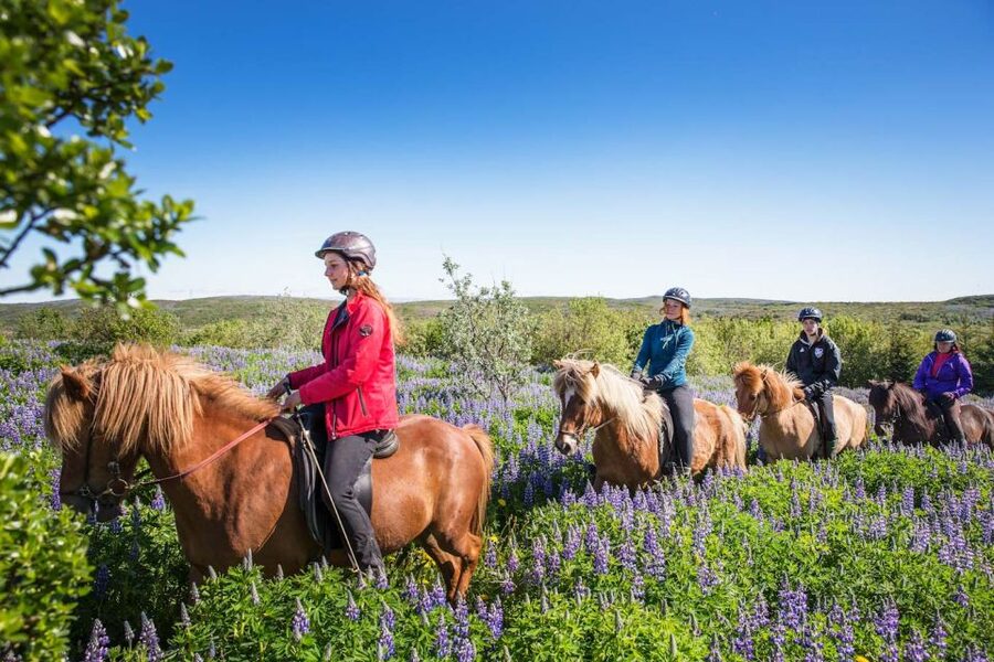 From Reykjavík: Viking Horseback Tour in Hafnarfjörður - From Reykjavík to Íshestar Stables in Hafnarfjörður