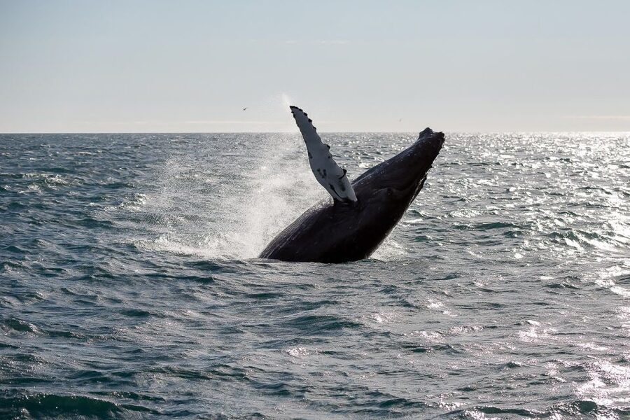 From Reykjavik: Whale Watching Tour - Leaving Geirsgata 11 for Kollafjörður