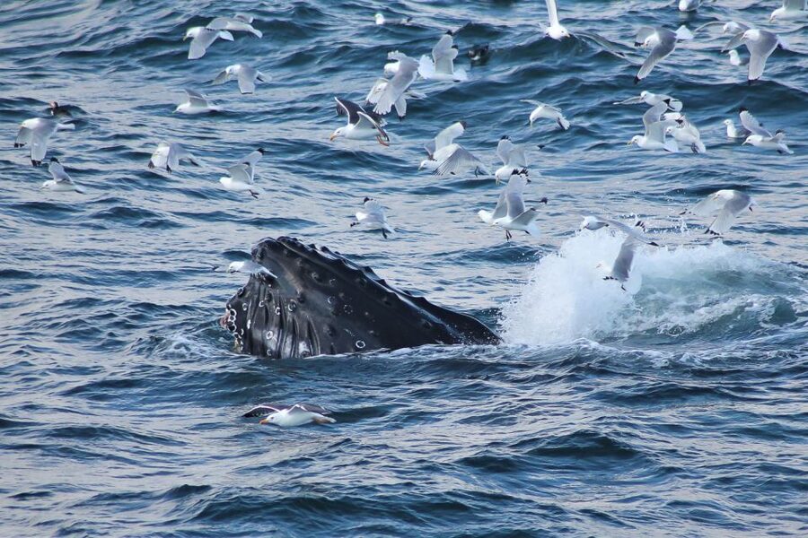 From Reykjavik: Whale Watching Tour - What the captain and guide add to the ride