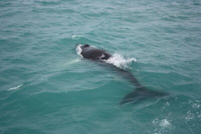 Whale Watching Tour