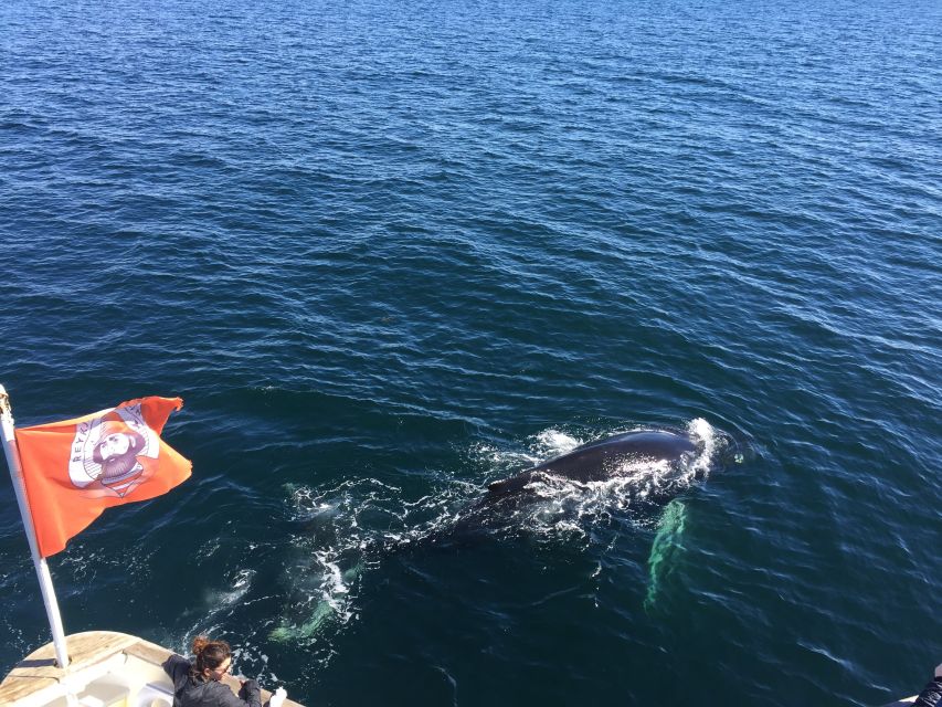 From Reykjavik: Whale Watching Tour - Warm gear, cabins, and the realities of Icelandic weather
