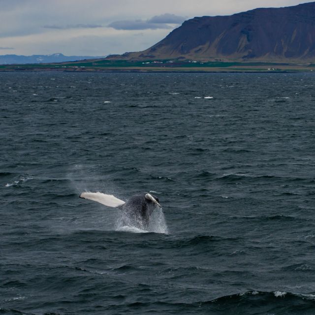 From Reykjavik: Whale Watching Tour - The scenery around Faxaflói Bay