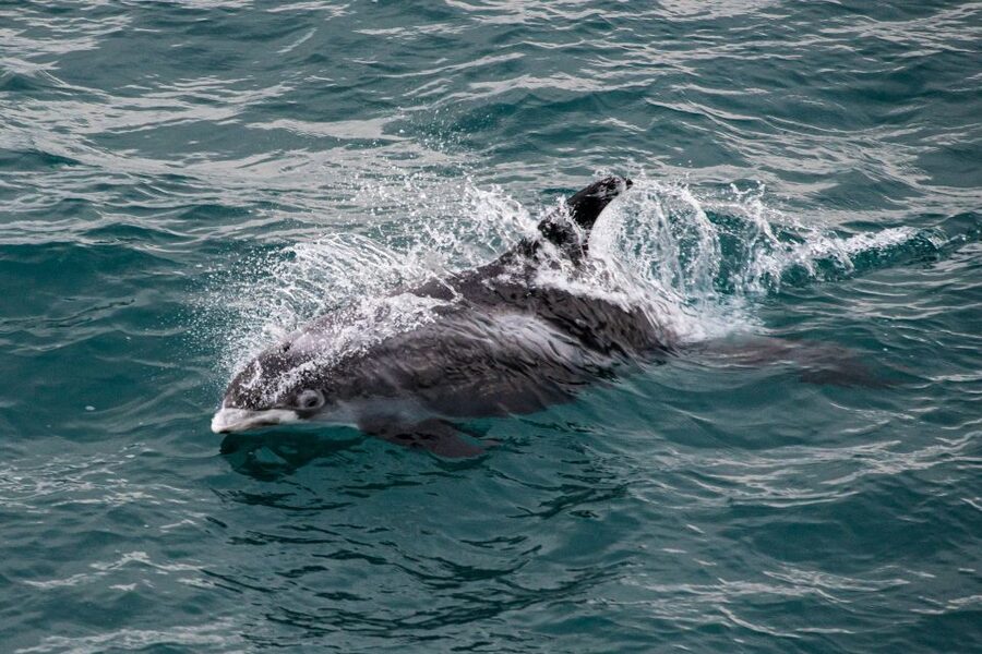 From Reykjavik: Whale Watching Tour - How much value do you get for $103?