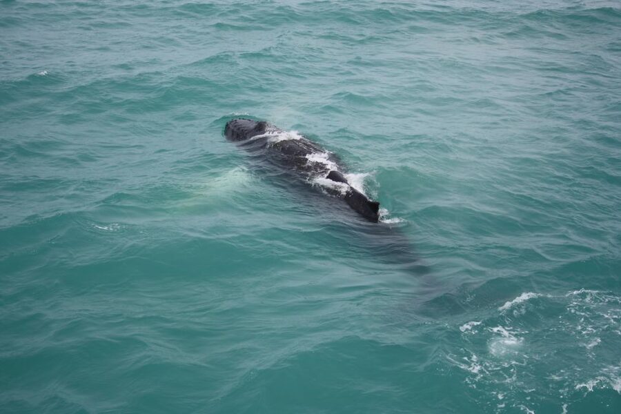 From Reykjavik: Whale Watching Tour - Who will enjoy this tour most?