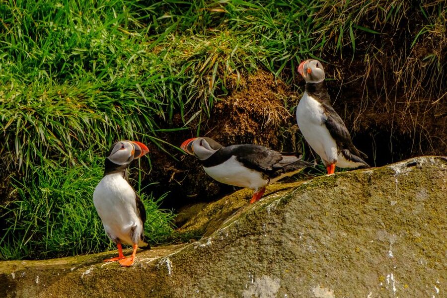 From Reykjavik: Whale Watching Tour by Speedboat - Puffin islands and the bird life of the bay