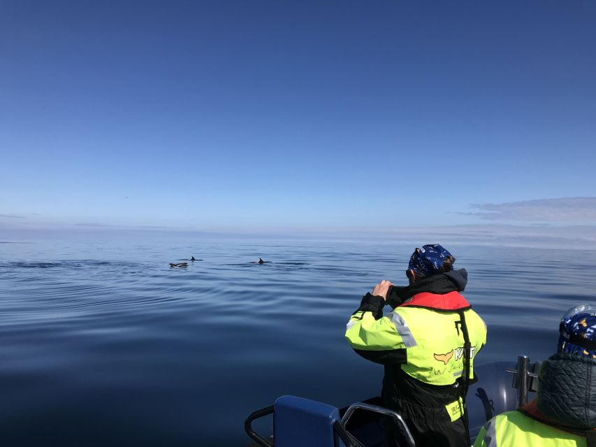 From Reykjavik: Whale Watching Tour by Speedboat - How the $192 price measures up
