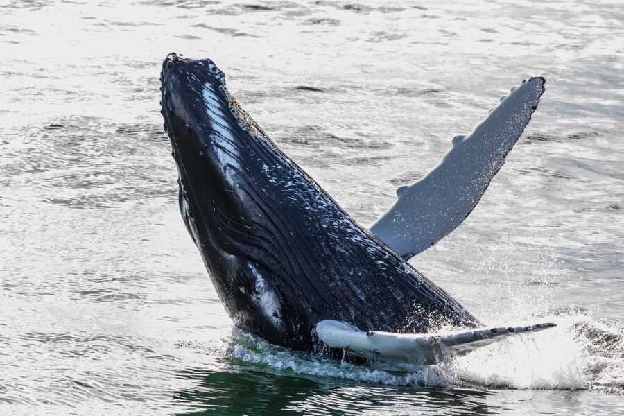 From Reykjavik: Whales and Northern Lights Boat Tour - Two Iceland icons from one harbor