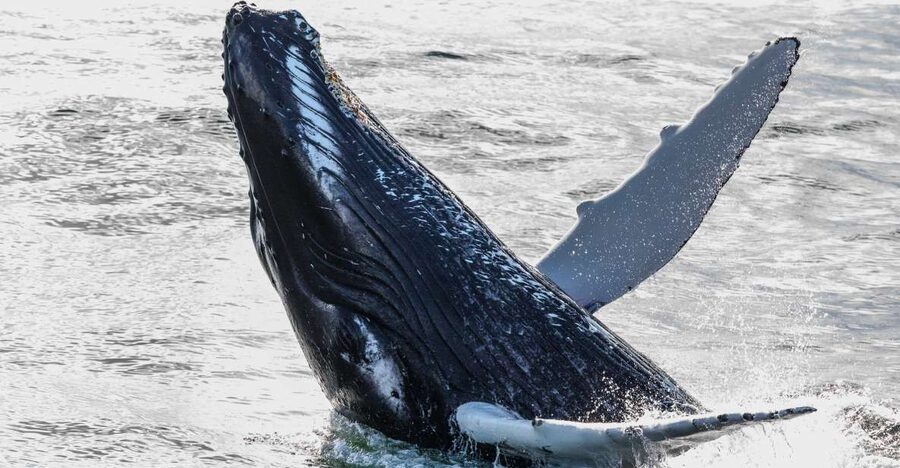 From Reykjavik: Whales and Northern Lights Boat Tour - The first 30 to 45 minutes on Faxaflói Bay