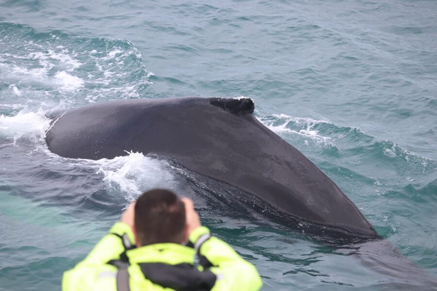 From Reykjavik: Whales and Northern Lights Boat Tour - What you might see in the whale-watching area