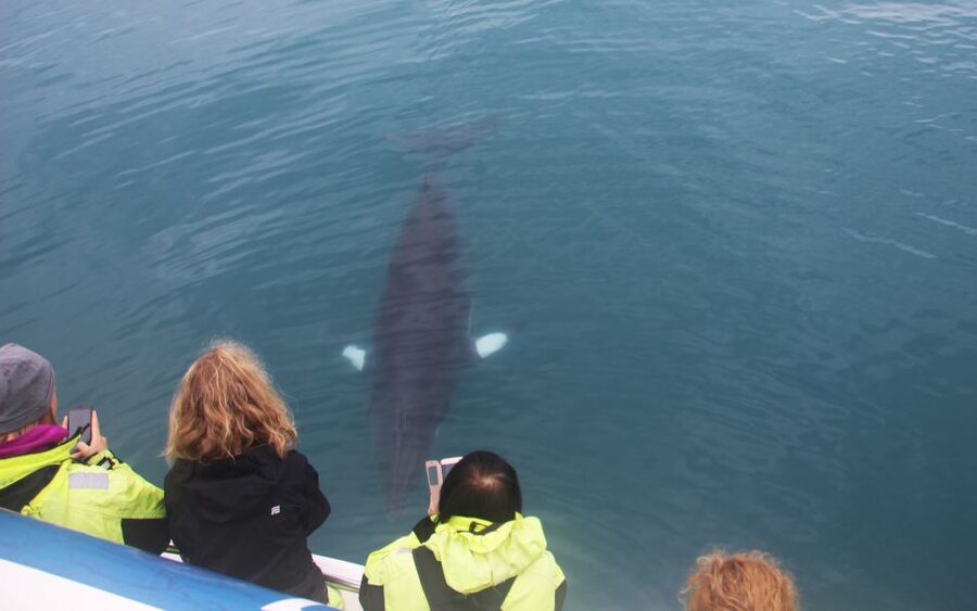 From Reykjavik: Whales and Northern Lights Boat Tour - Setting out from Reykjavík’s Old Harbour