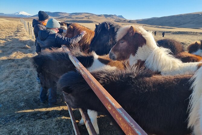 Golden Circle Experience - Private Eco Tour - Fridheimar turns lunch into part of the tour