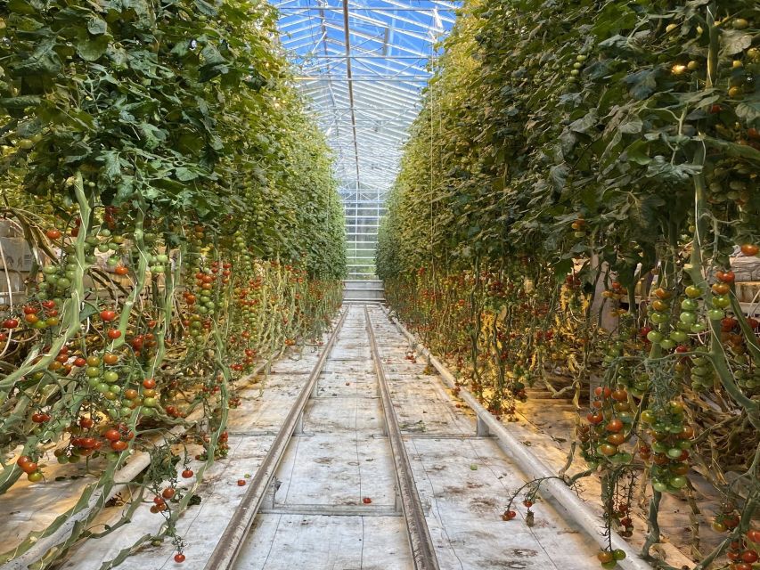 Golden circle, hot spring bakery, tomato farm private tour - The hot spring bakery and its warm loaf