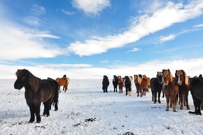 Golden Circle & Viking Horse Experience - What the horse ride is really like