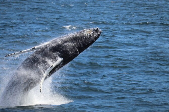 Guided Whale Watching Experience from Reykjavik - Key points to know before you book