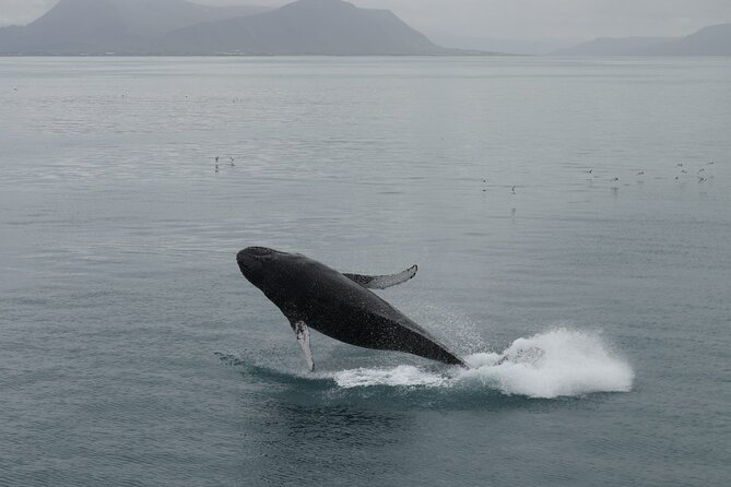 Guided Whale Watching Experience from Reykjavik - Setting out from Reykjavik’s Old Harbour