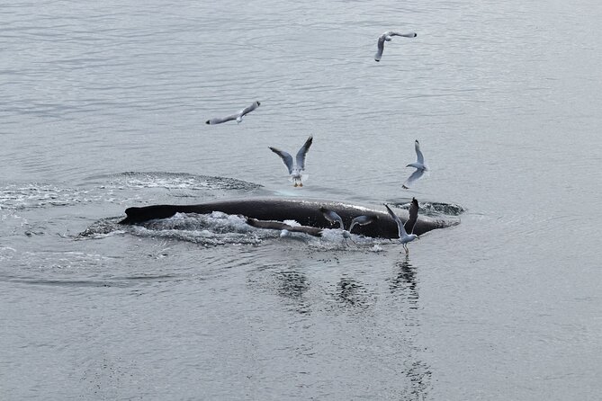 Guided Whale Watching Experience from Reykjavik - Harpa, Mount Esja, and the wider bay