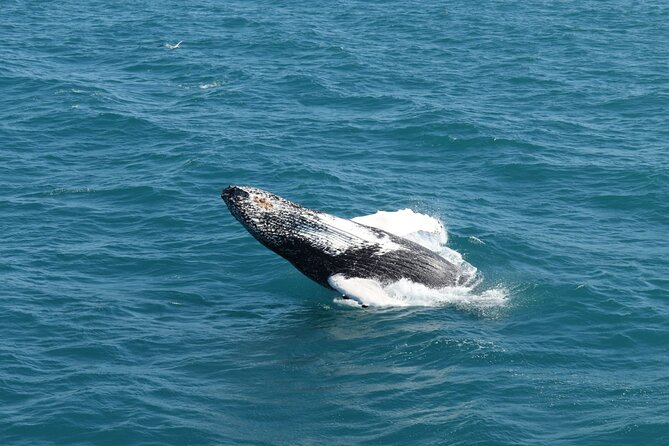Guided Whale Watching Experience from Reykjavik - What the $97 price really covers