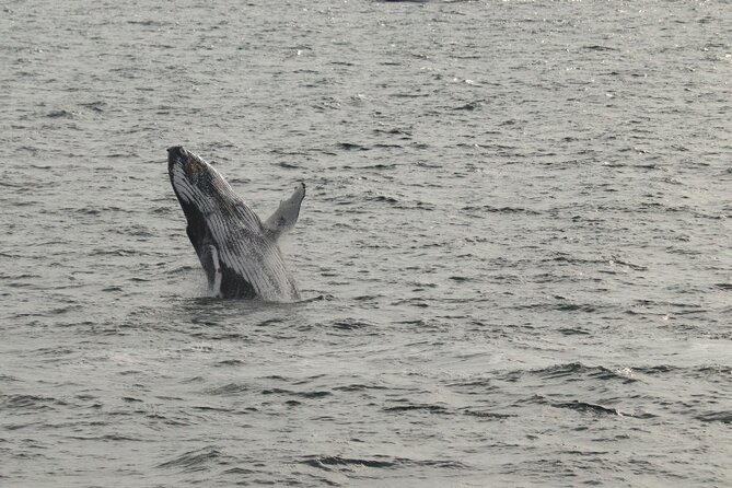 Guided Whale Watching Experience from Reykjavik - Handling the possibility of no whales
