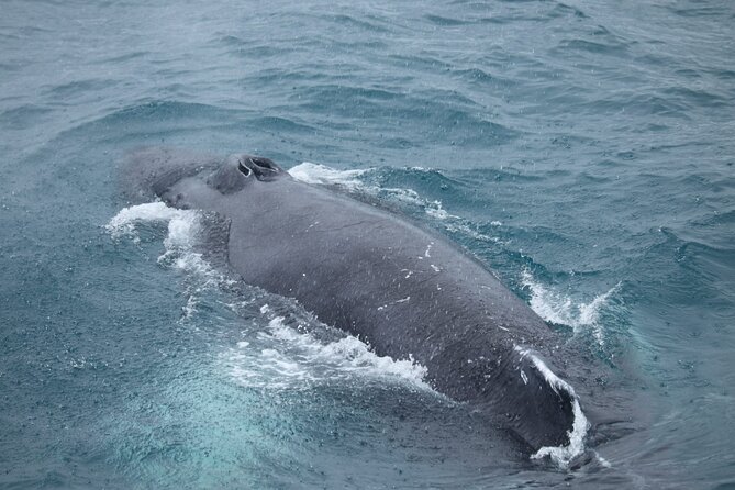 Guided Whale Watching Experience from Reykjavik - Who will get the most from this boat trip
