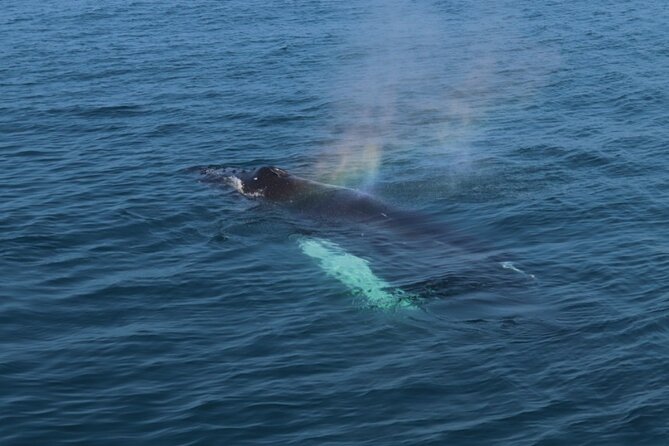 Guided Whale Watching Experience from Reykjavik - Practical booking advice for your day