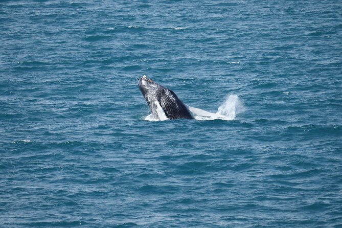 Guided Whale Watching Experience from Reykjavik - Warm cabins and rough-water planning