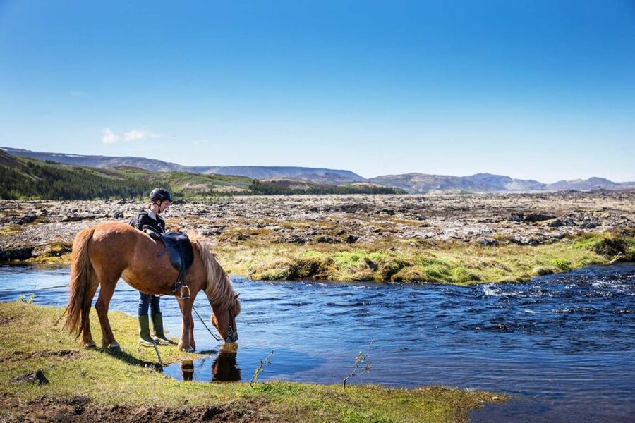 Hafnarfjörður: Horseback Riding Tour in Reykjavik Area - Why the Icelandic horse makes this a good first ride