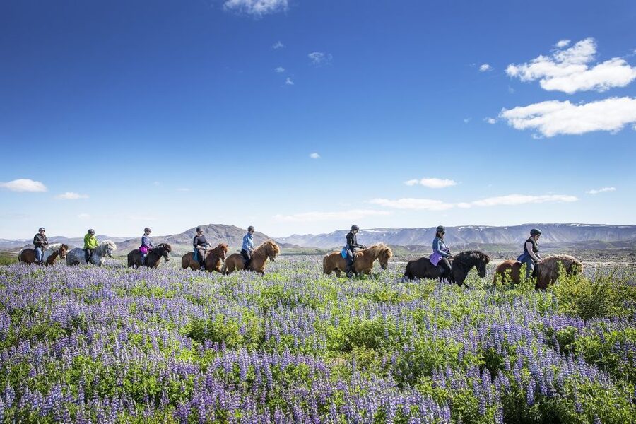 Hafnarfjörður: Horseback Riding Tour in Reykjavik Area - What the 50-minute ride is really like