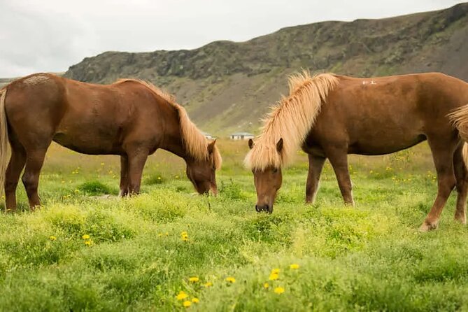 Horse Riding Tour in Reykjadalur (Smoky Valley)-All Riding Levels - Riding an Icelandic horse near Reykjadalur