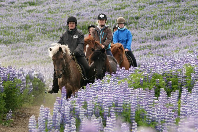 Horseback Riding Tour in Iceland - Planning your visit to Hafnarfjörður