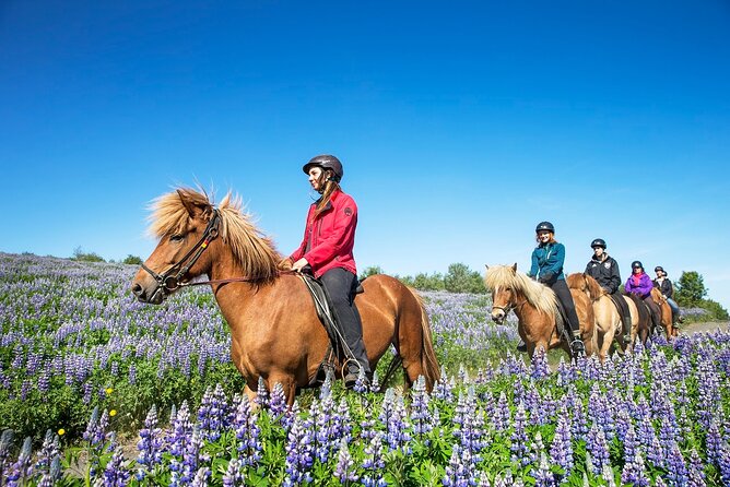 Horseback Riding Tour in Iceland - How the experience is rated
