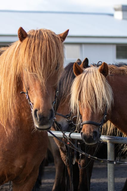 Hveragerdi: Countryside Charm Horse Riding Tour - A first ride on an Icelandic horse