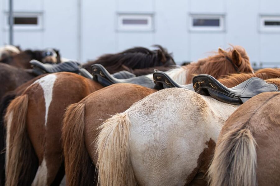 Hveragerdi: Countryside Charm Horse Riding Tour - Riding through meadows and farmland