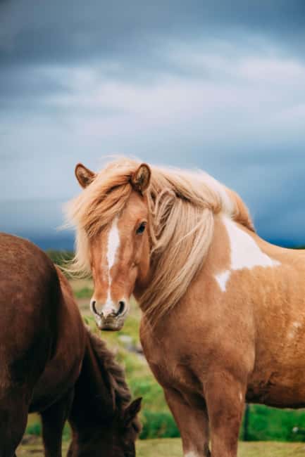 Hveragerði: Horseback Riding Tour for Beginners and … - Choosing morning or afternoon