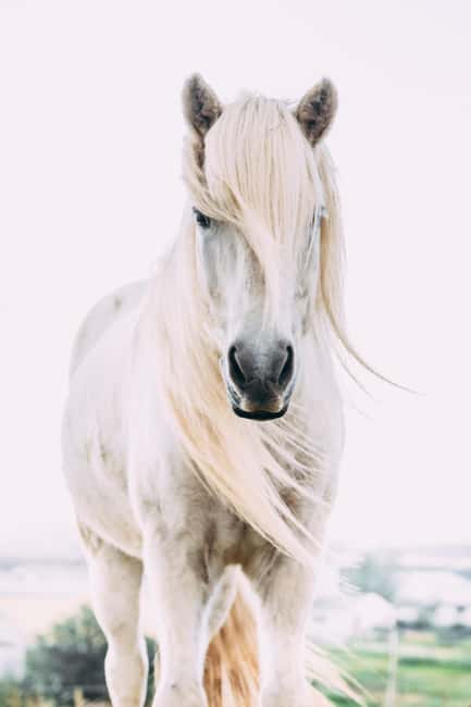 Hveragerði: Horseback Riding Tour for Beginners and … - Booking, cancellation, and practical planning