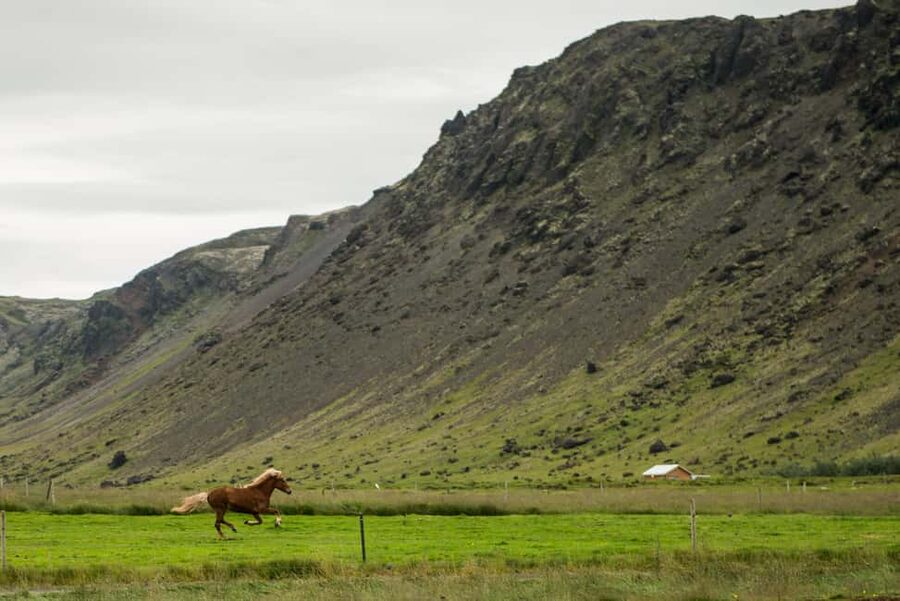 Hveragerði: Horseback Riding Tour for Beginners and … - Should you book the Sólhestar ride?