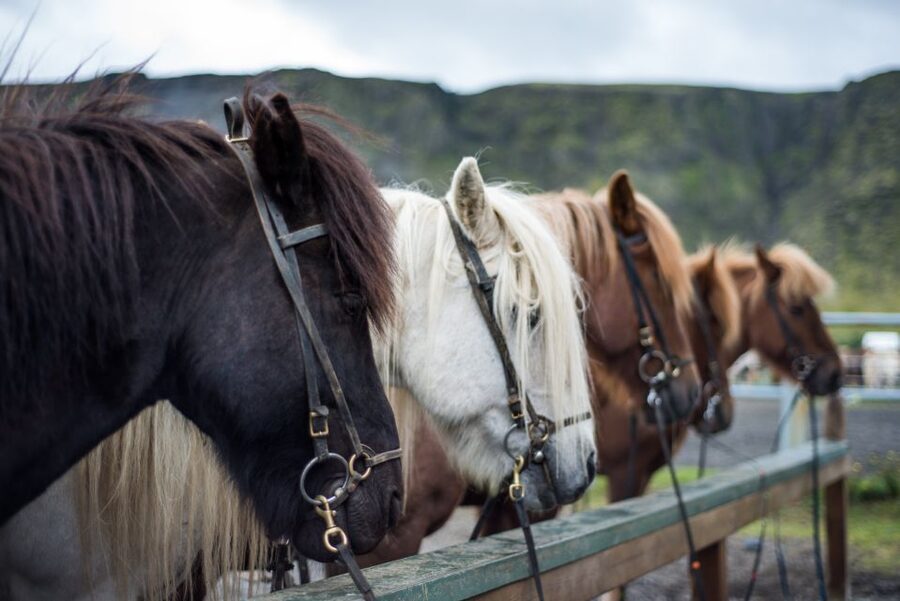 Hveragerdi: Reykjadalur (Hotspring Valley) Horse Riding Tour - Best fit for beginners, families, and experienced riders