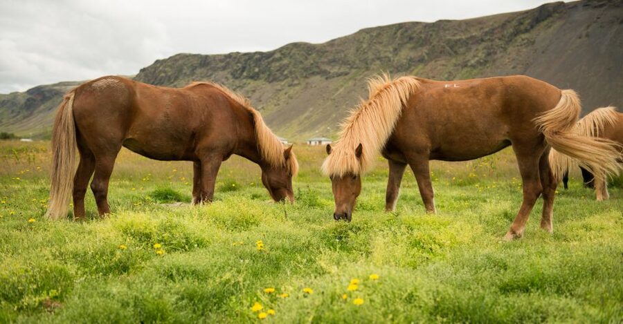 Hveragerdi: Reykjadalur (Hotspring Valley) Horse Riding Tour - Practical value at $142