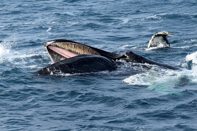 Iceland Super Saver: Northern Lights Cruise plus Whale-Watching Tour from Reykjavik - Key points at a glance