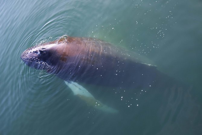 Iceland Super Saver: Northern Lights Cruise plus Whale-Watching Tour from Reykjavik - Setting out from Reykjavik’s Old Harbour