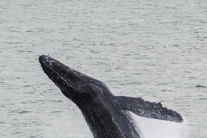 Iceland Super Saver: Northern Lights Cruise plus Whale-Watching Tour from Reykjavik - One day or two separate outings?