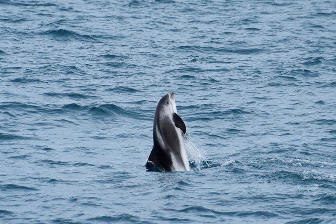 Iceland Super Saver: Northern Lights Cruise plus Whale-Watching Tour from Reykjavik - What the equipment and onboard setup add