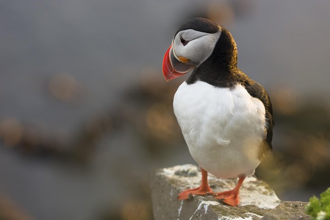 Iceland Super Saver: Puffin Cruise plus Whale-Watching Tour from Reykjavik - The smaller boat to Akurey