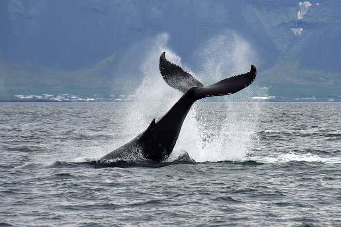 Iceland Super Saver: Puffin Cruise plus Whale-Watching Tour from Reykjavik - Choosing the tour order