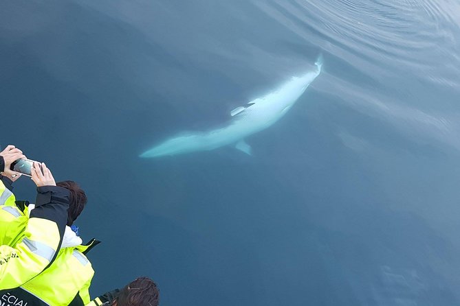 Iceland Super Saver: Puffin Cruise plus Whale-Watching Tour from Reykjavik - Photography and what you will actually see