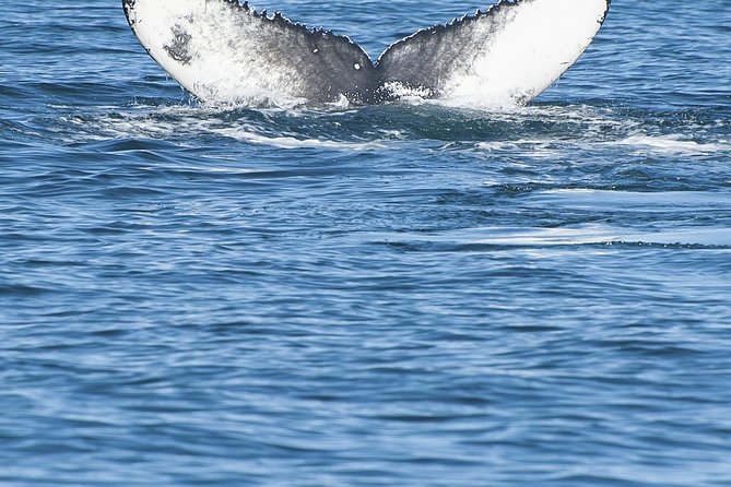 Iceland Super Saver: Puffin Cruise plus Whale-Watching Tour from Reykjavik - Who will get the most from this package