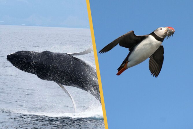 Iceland Super Saver: Puffin Cruise plus Whale-Watching Tour from Reykjavik - The whale cruise across Faxafloi Bay