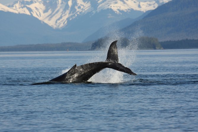 Icelandic Horse Riding and Whale Watching Cruise from Reykjavík - The break between activities