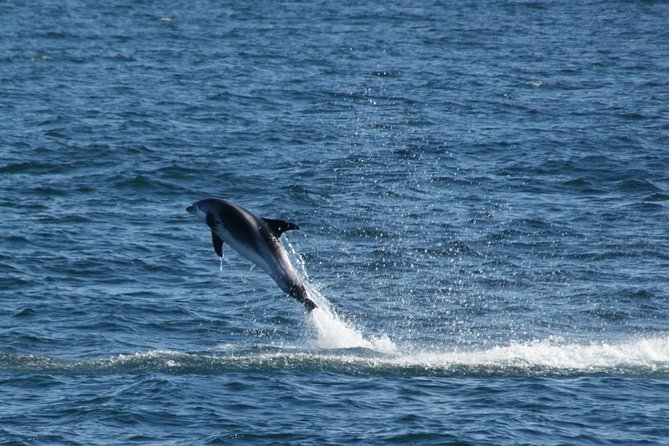 Icelandic Horse Riding and Whale Watching Cruise from Reykjavík - Searching Faxaflói Bay for whales