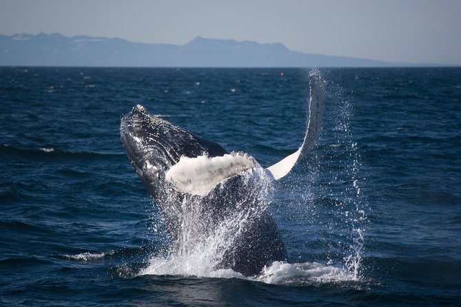 Icelandic Horse Riding and Whale Watching Cruise from Reykjavík - The boat, guide, and viewing conditions