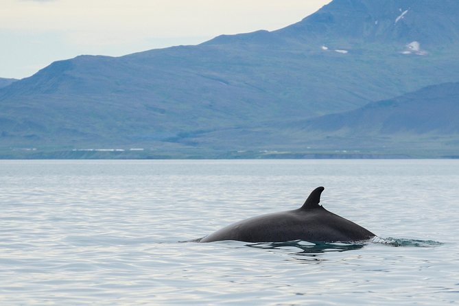 Icelandic Horse Riding and Whale Watching Cruise from Reykjavík - Timing, transport, and the shape of the day